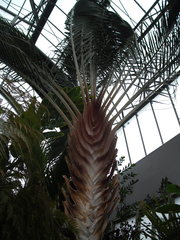 Dypsis decaryi