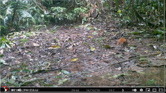 Sciurus granatensis