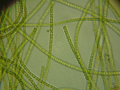 Ulothrix
