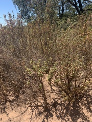 Cistus creticus creticus