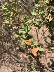 Cistus creticus creticus