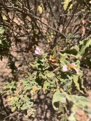 Cistus creticus creticus