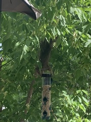 Sciurus carolinensis