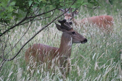 Odocoileus virginianus leucurus