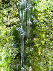 Ulothrix