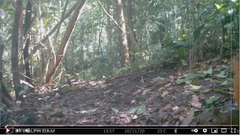 Sciurus granatensis