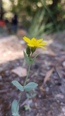 Blackstonia perfoliata