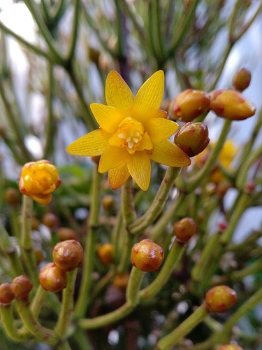 Hatiora cylindrica