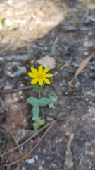 Blackstonia perfoliata