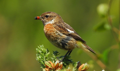 European Stonechat photo 2
