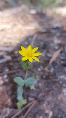Blackstonia perfoliata
