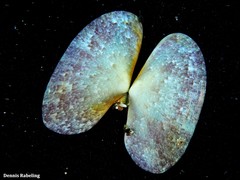 Gari costulata