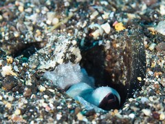 Amphioctopus burryi