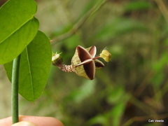 Ceropegia distincta