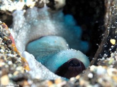 Amphioctopus burryi