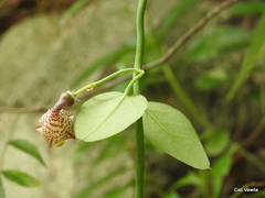 Ceropegia distincta