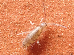 Willowsia nigromaculata