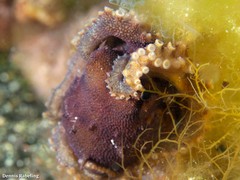 Amphioctopus burryi