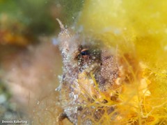 Amphioctopus burryi