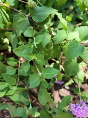 Lantana montevidensis