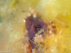 Amphioctopus burryi