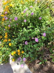 Lantana montevidensis