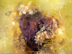 Amphioctopus burryi