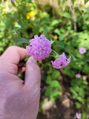 Lantana montevidensis