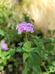 Lantana montevidensis