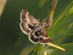 Atralata albofascialis