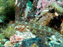 Vanneaugobius canariensis