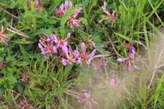 Astragalus monspessulanus monspessulanus