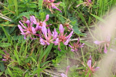Astragalus monspessulanus monspessulanus