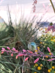 Hesperaloe parviflora