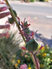 Hesperaloe parviflora