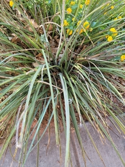 Hesperaloe parviflora