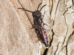 Sapyga quinquepunctata