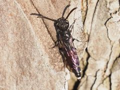 Sapyga quinquepunctata