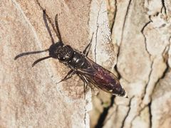 Sapyga quinquepunctata