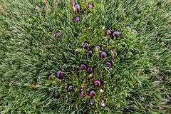 Coprosma atropurpurea