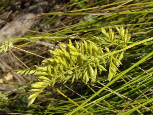 rock fescue