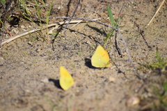 Colias myrmidone