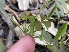 Oxalis