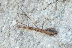 Ploiaria domestica