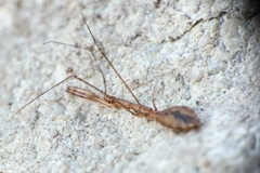 Ploiaria domestica