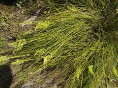 Festuca petraea