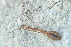 Ploiaria domestica