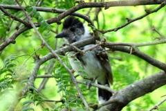 Thamnophilus bernardi