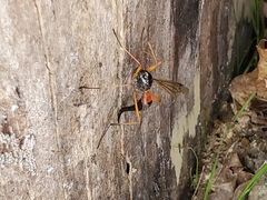 Tanyptera