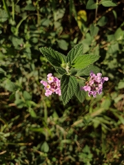 Lantana fucata